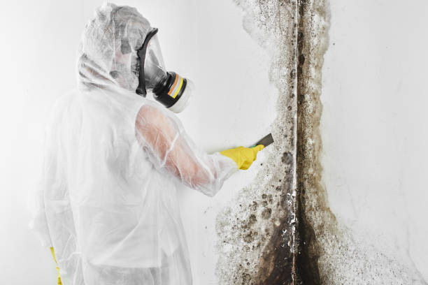 Best Commercial Mold Removal  in Ozk, AR
