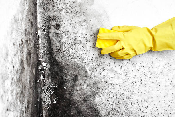 Best Toxic Mold Removal  in Ozk, AR