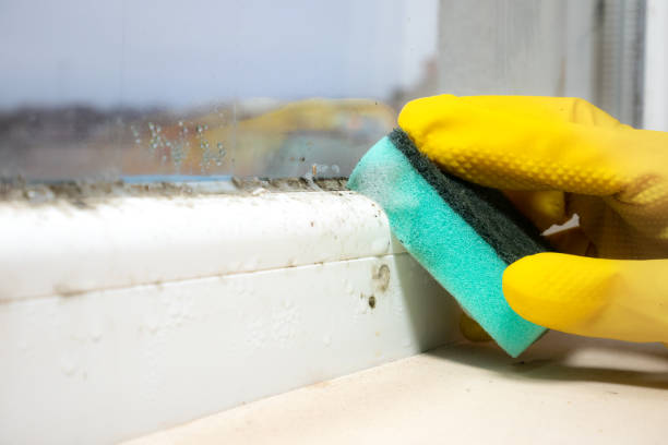 Best Certified Mold Removal  in Ozk, AR