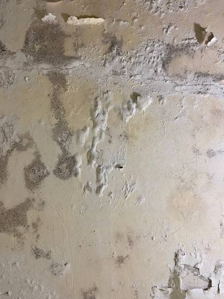 Best Mold Removal Near Me  in Ozk, AR
